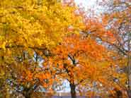 Gedichte zum Herbst - Herbstgedichte
