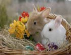 Osterhase