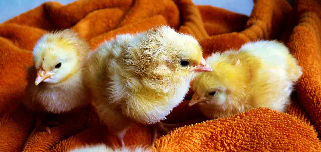 Kken im Nest