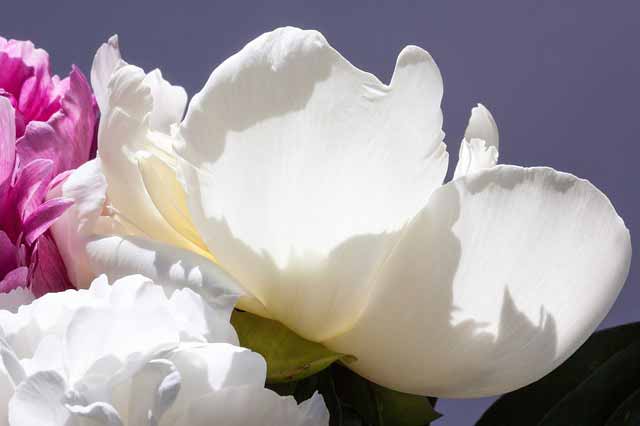 Rosafarbige Blume