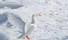 Schwan im Winter